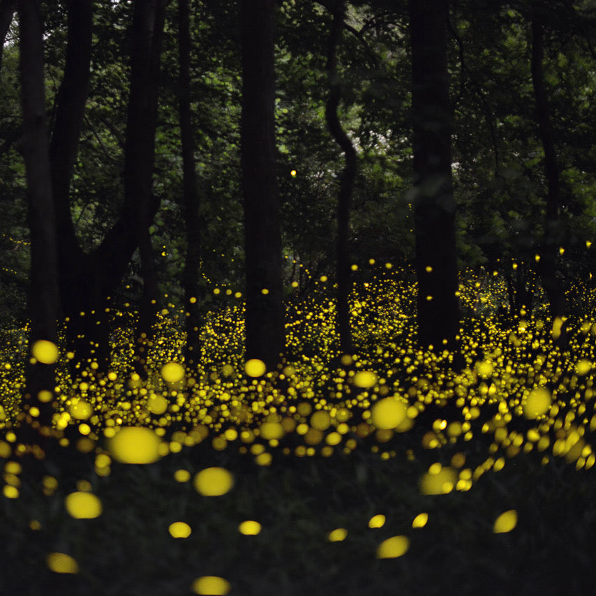 THE MOST BEAUTIFUL FIREFLIES YOU WILL SEE